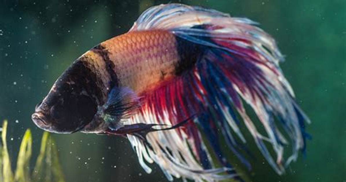 How Do I Calm My Fish Down?
