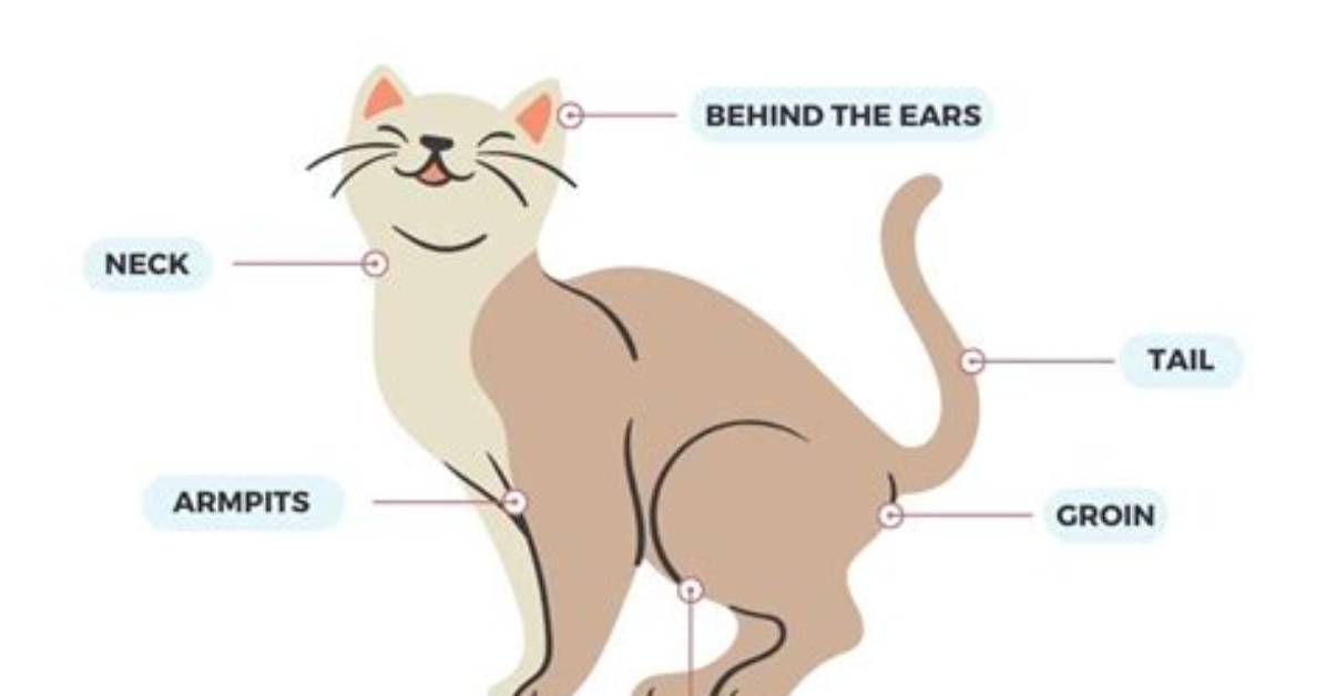 How Do I Check for Fleas?