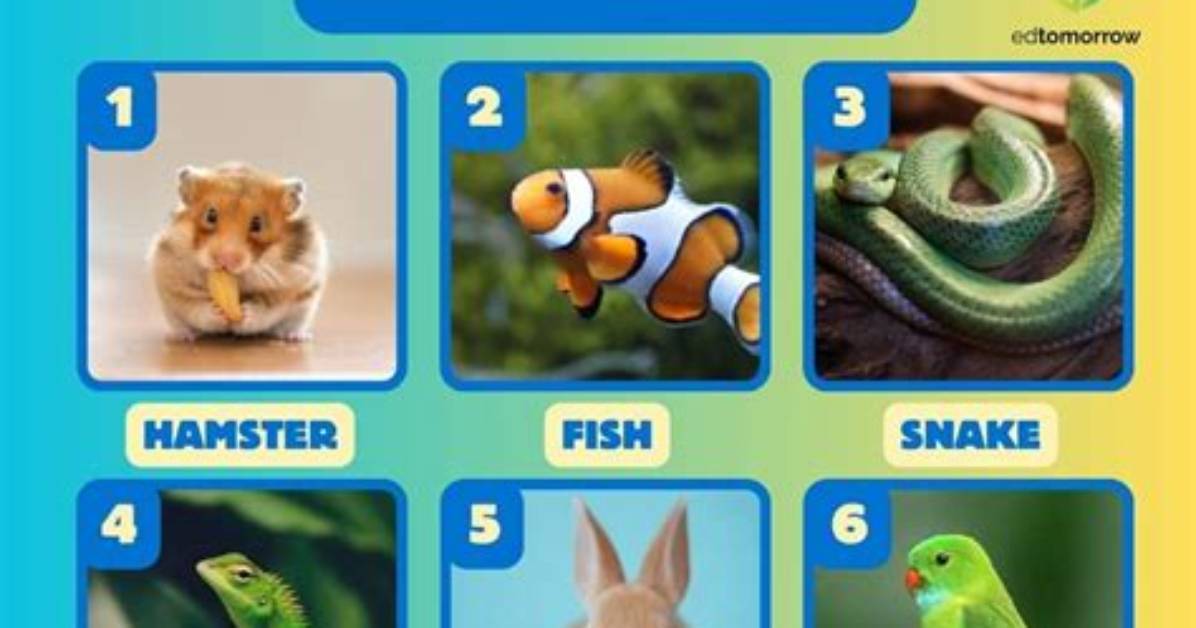 How Do I Choose My Class Pet?