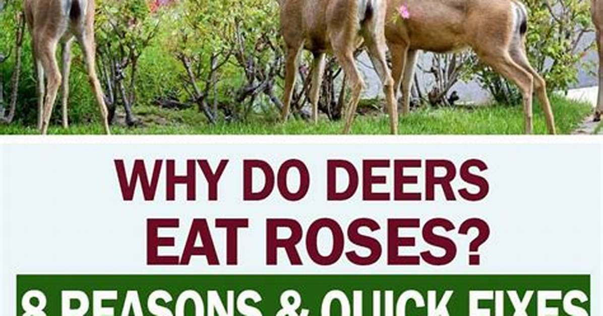 How Do I Contact Deers