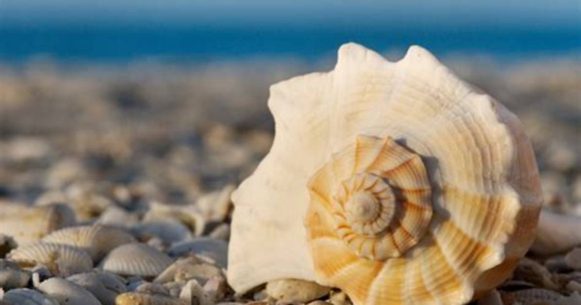 How Do I Find the Shell in Linux?