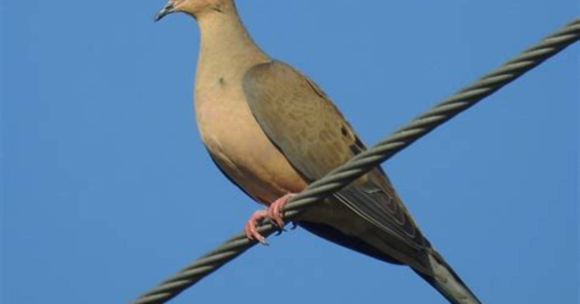 How Do I Get More Doves