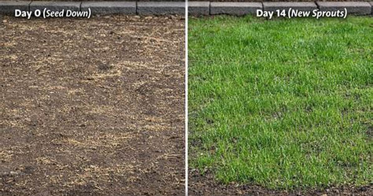 How Do I Grow Grass over a Ground Stump