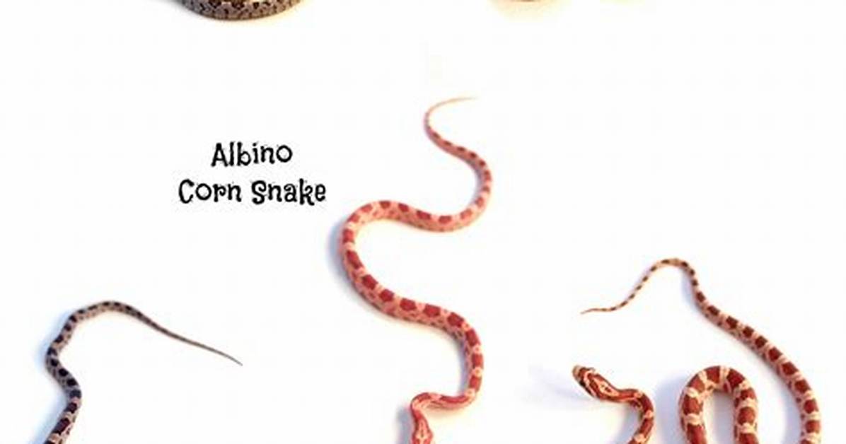 How Do I Identify a Corn Snake?