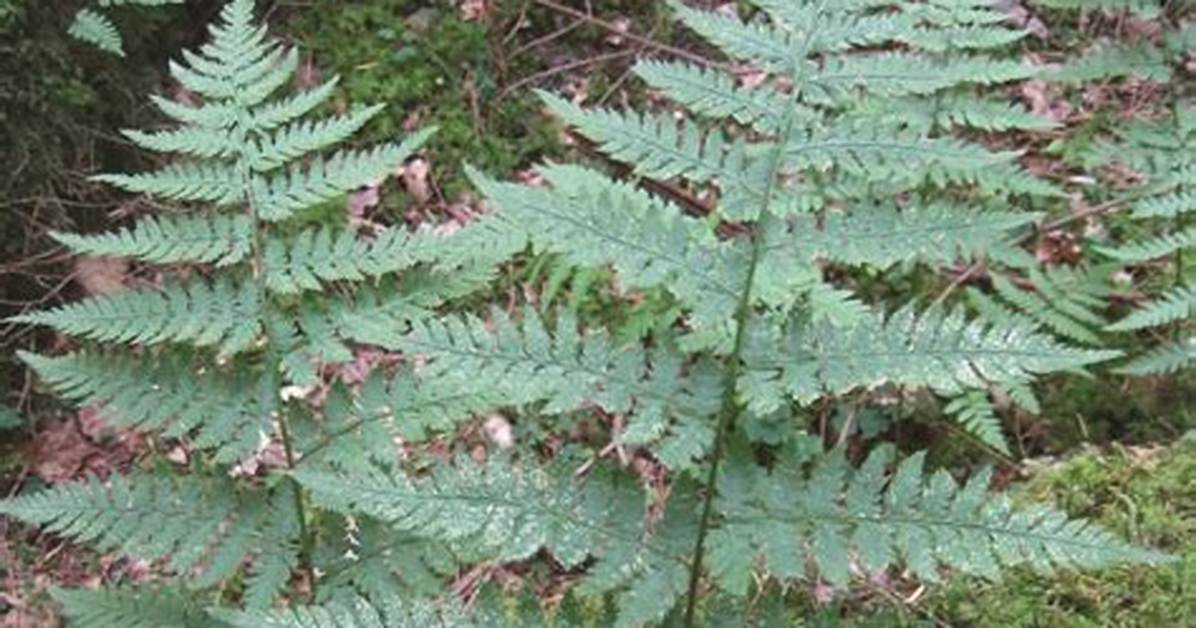 How Do I Identify a Fern