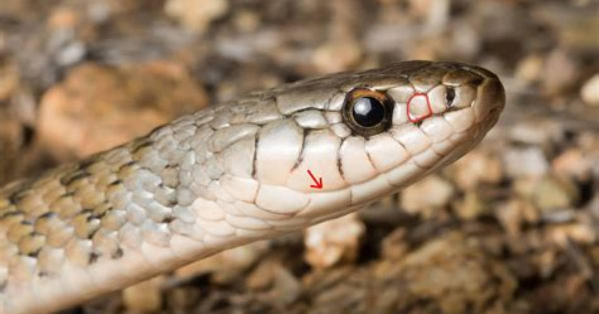 How Do I Identify a Keelback Snake?