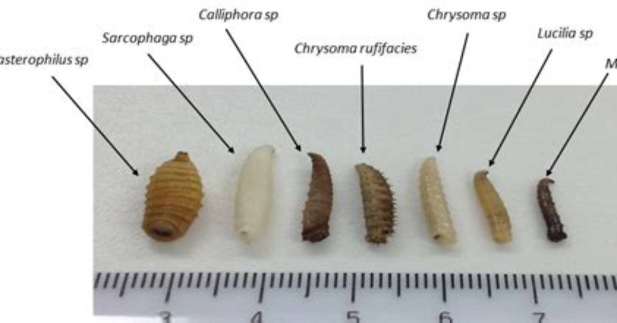How Do I Identify a Maggot
