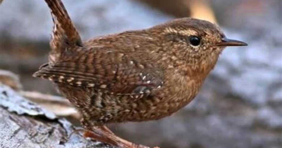How Do I Identify a Wren