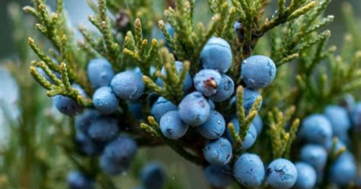 How Do I Identify Juniper Berries?