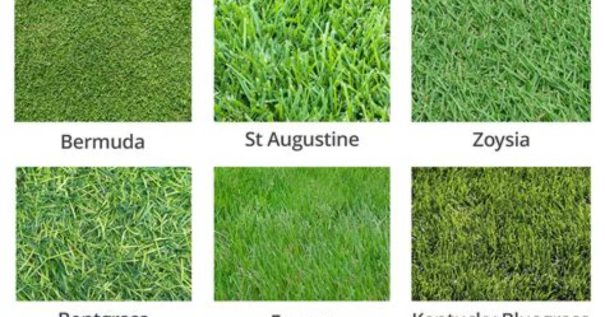 How Do I Identify My Grass