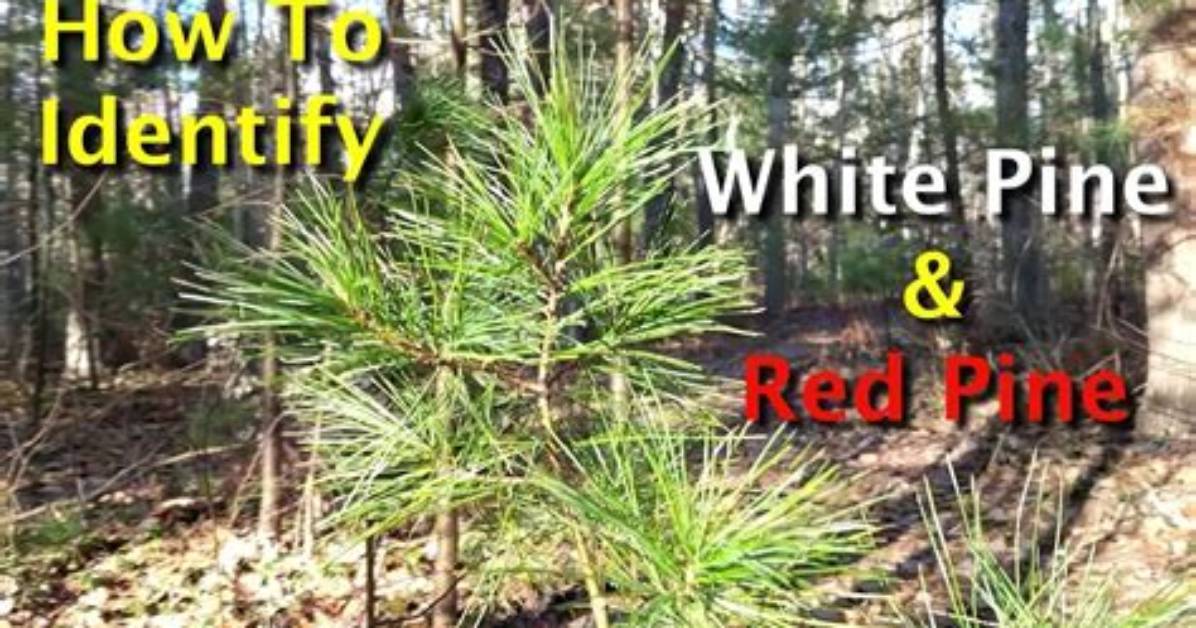 How Do I Identify Red Pine