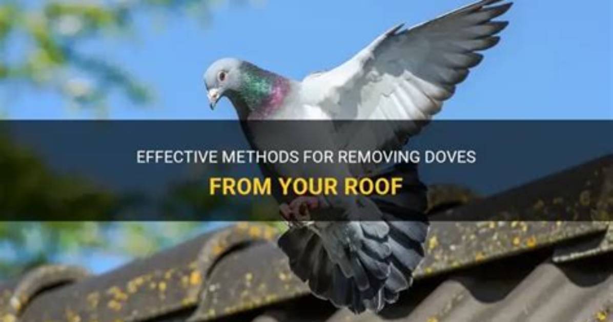 How Do I Keep Doves off My Bird Feeder