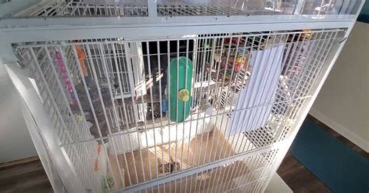How Do I Keep My Bird Cage Warm