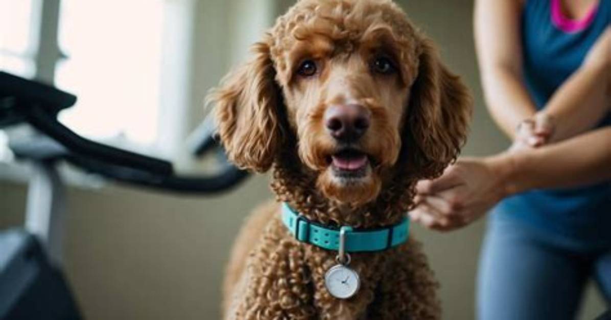 How Do I Keep My Poodle Happy?