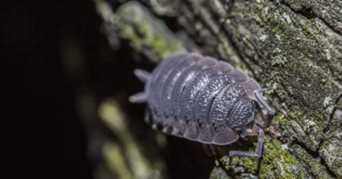 How Do I Kill Woodlice?
