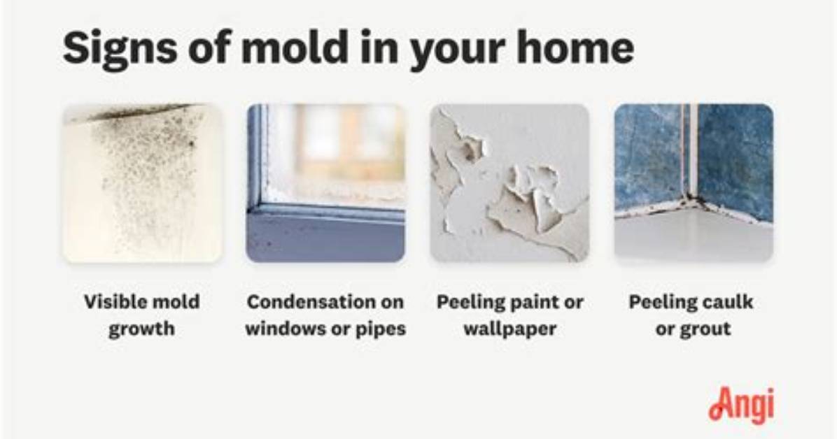 How Do I Know If Mold Is in My House?