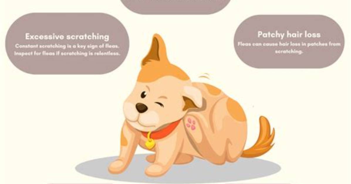 How Do I Know If My Dog Has Pannus?