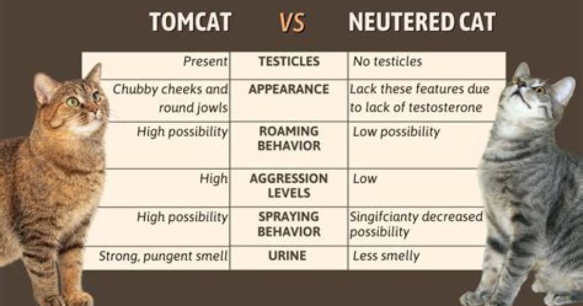 How Do I Know If Tomcat Is Installed on Linux?