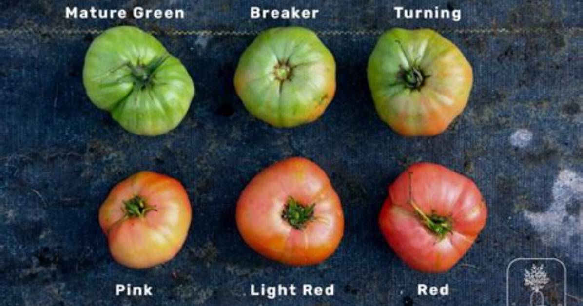 How Do I Know When My Tomatoes Are Ripe