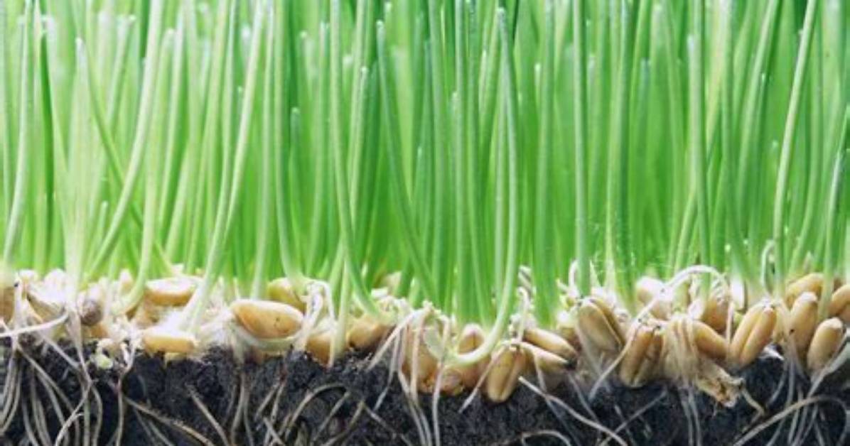 How Do I Make Grass Seed Germinate