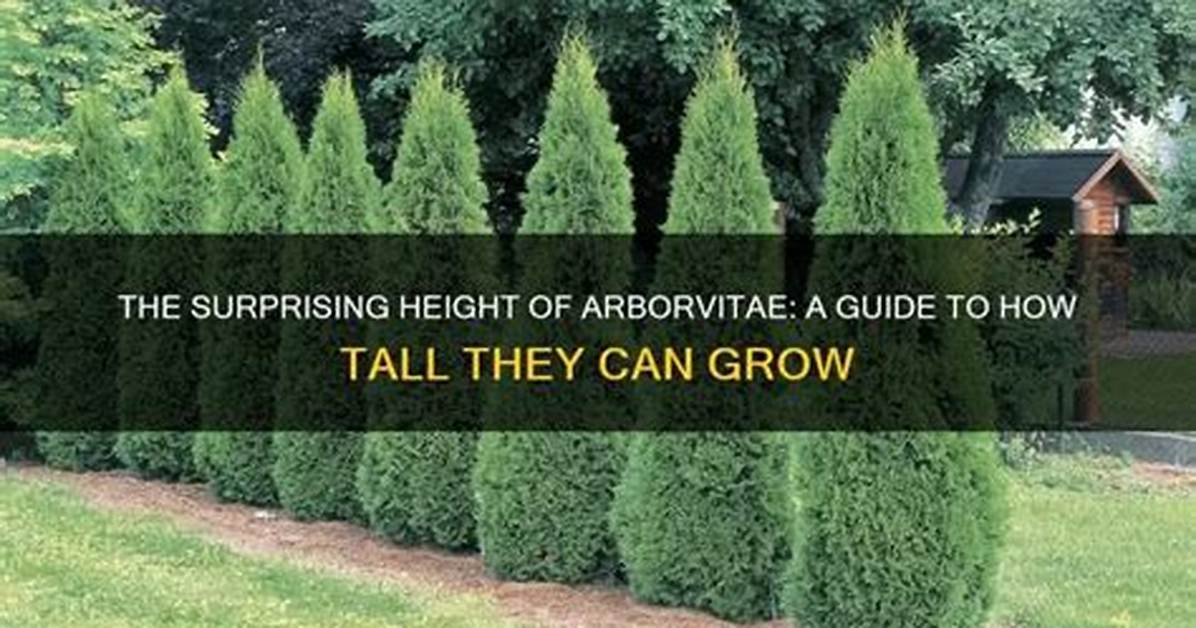 How Do I Make My Arborvitae Grow Taller