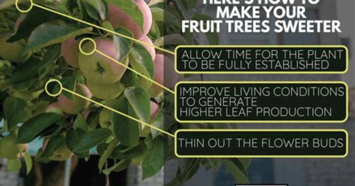 How Do I Make My Fruit Trees Sweeter