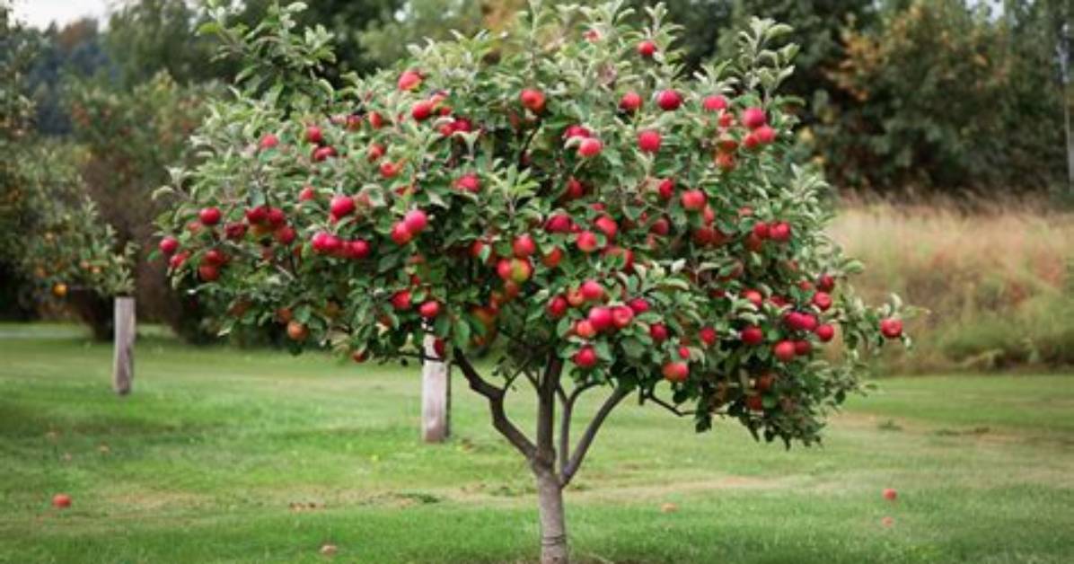 How Do I Plant an Apple Tree