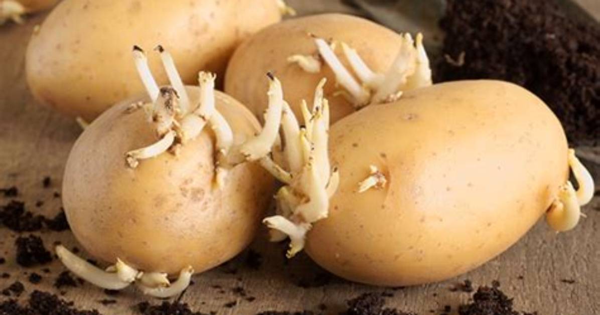How Do I Prevent Potatoes from Sprouting?