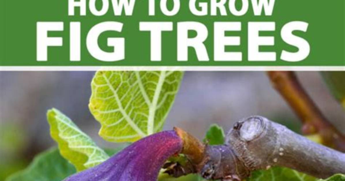 How Do I Protect My Fig Tree from Ants
