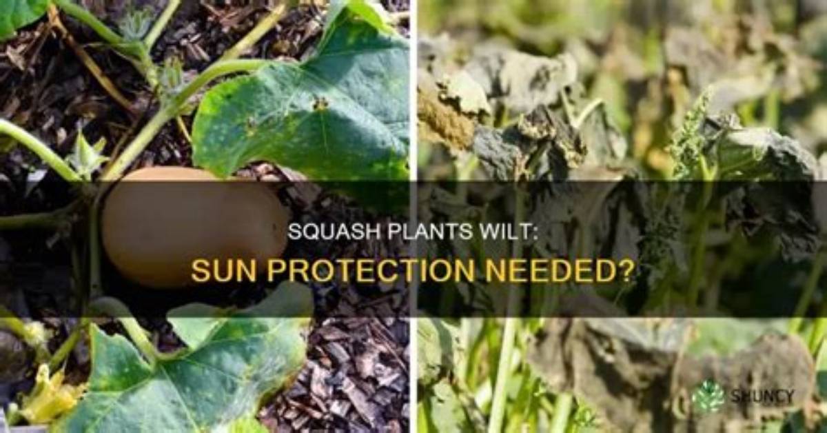 How Do I Protect My Squash from Bugs