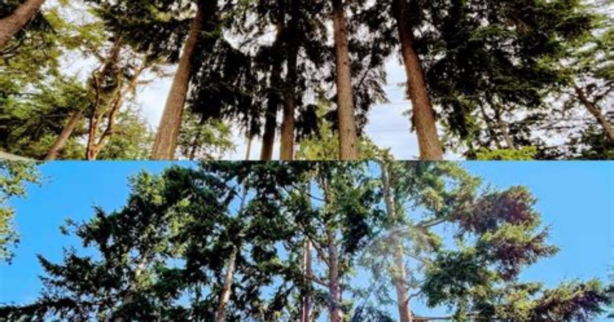 How Do I Prune a Hemlock