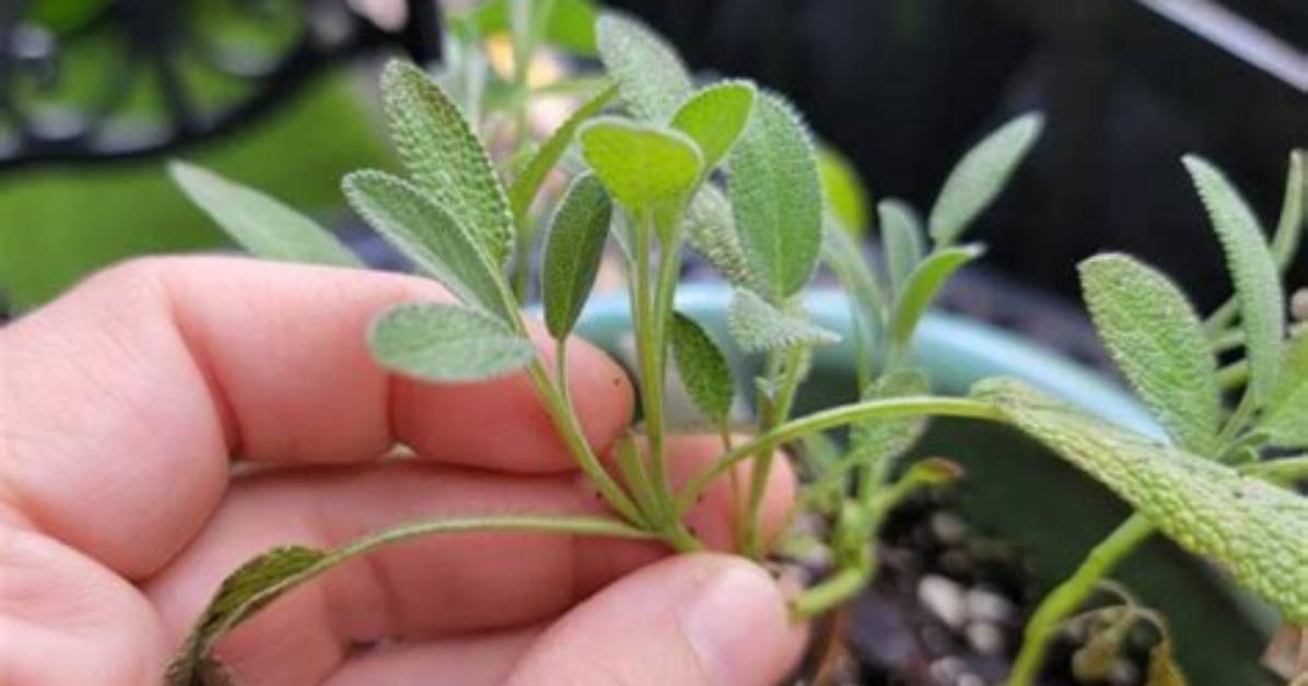 How Do I Prune Blue Sage