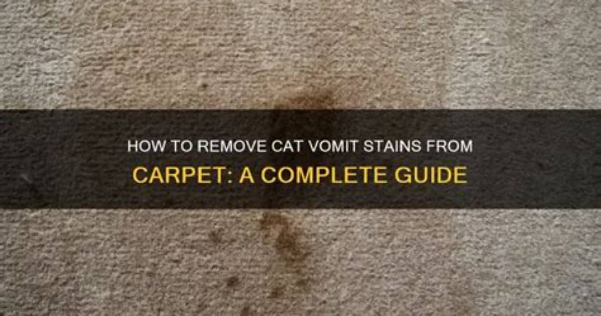 How Do I Remove Cat Vomit Stains from Concrete?