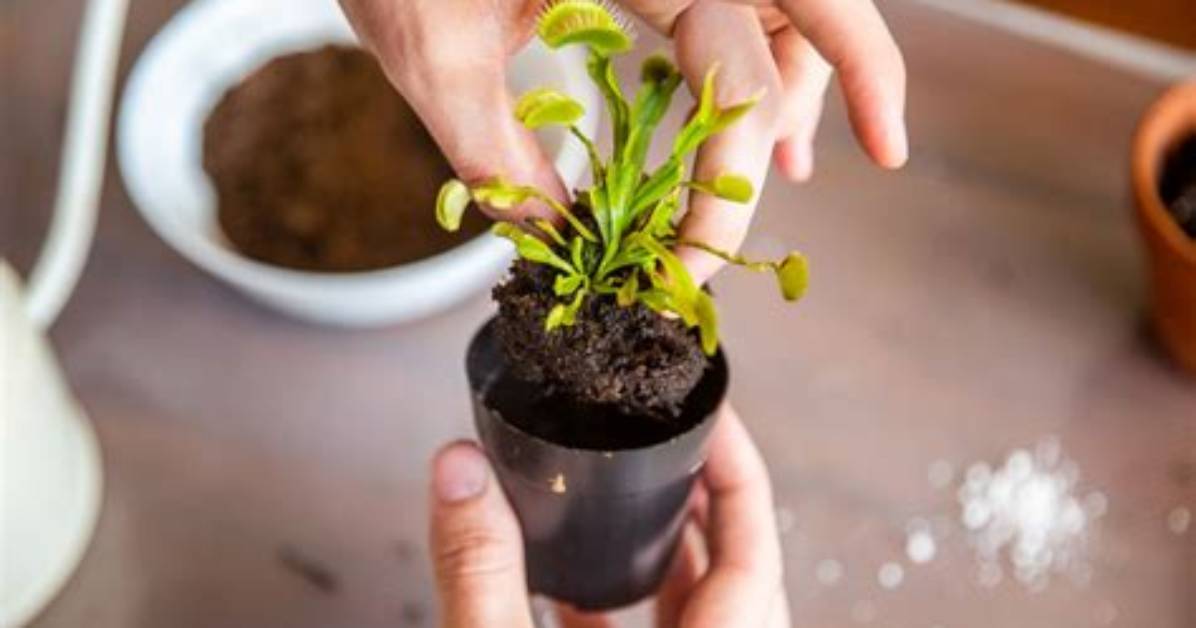 How Do I Repot My Venus Fly Trap