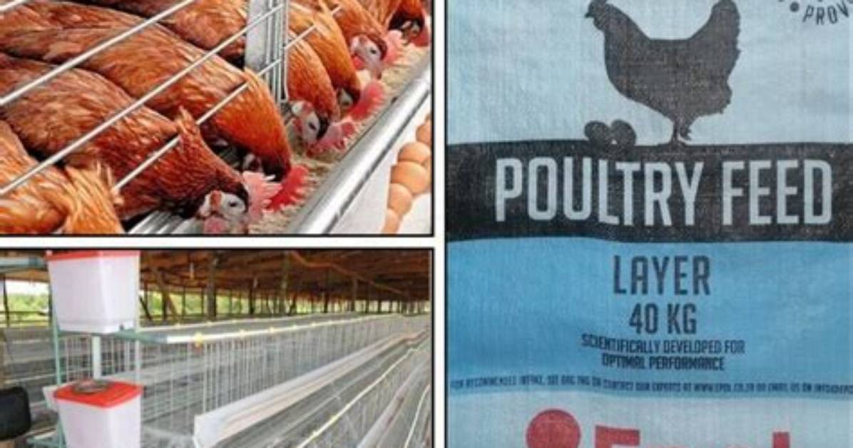 How Do I Start a Poultry Hatchery Business