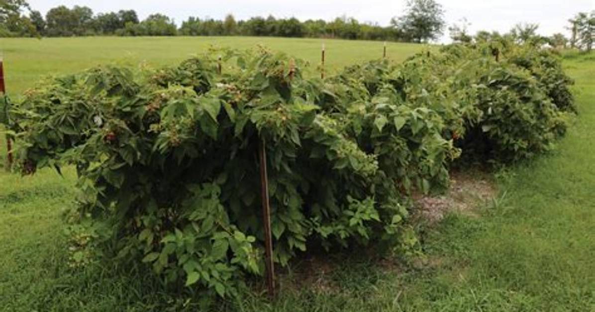 How Do I Start a Raspberry Patch