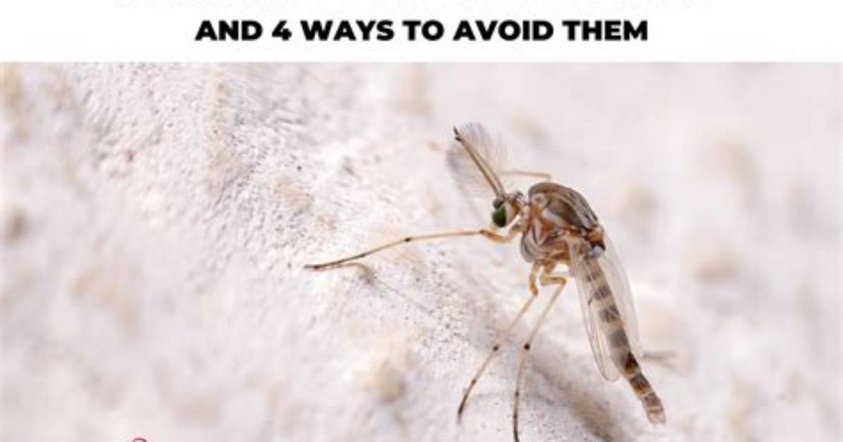 How Do I Stop Biting Midges