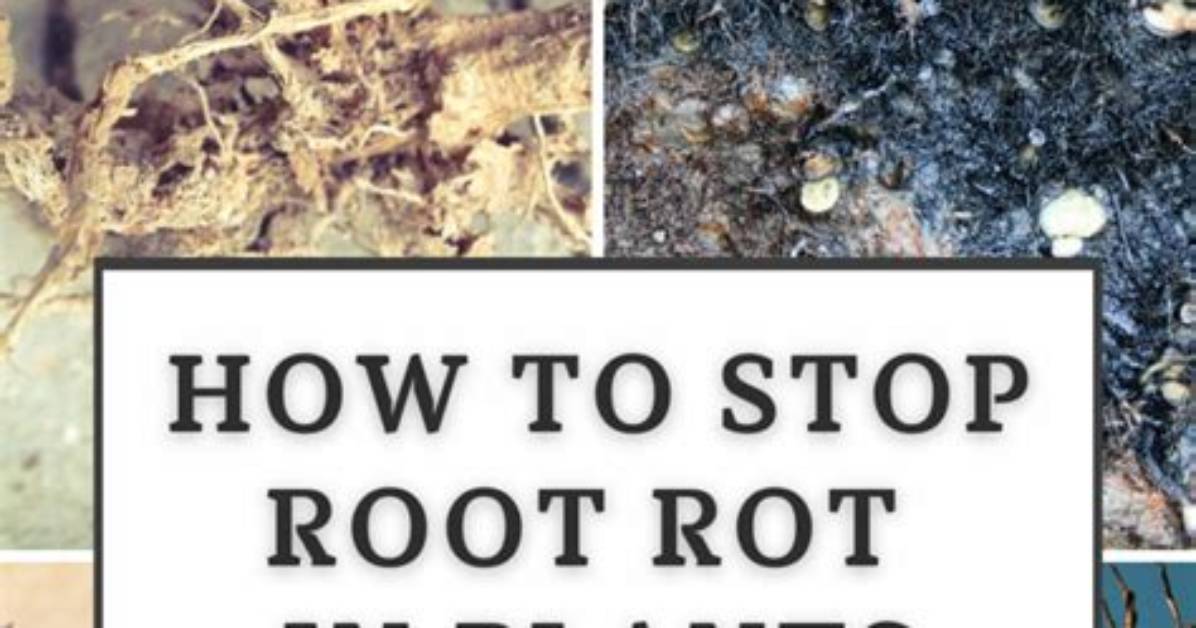 How Do I Stop Root Rot