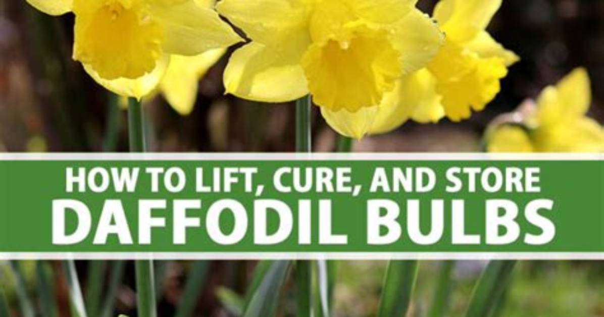 How Do I Store Daffodil Bulbs?