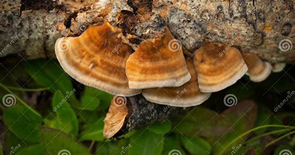 How Do I Tail a Log in Linux?