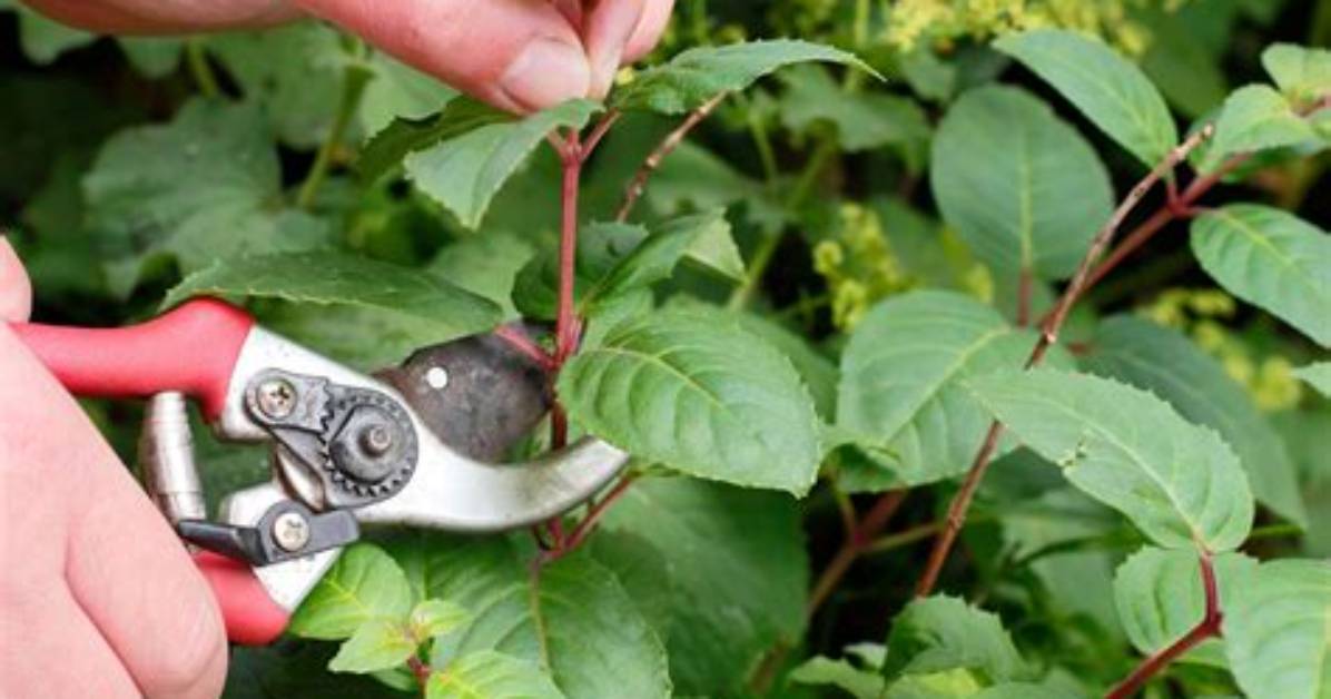 How Do I Take a Cutting from an Ash Tree