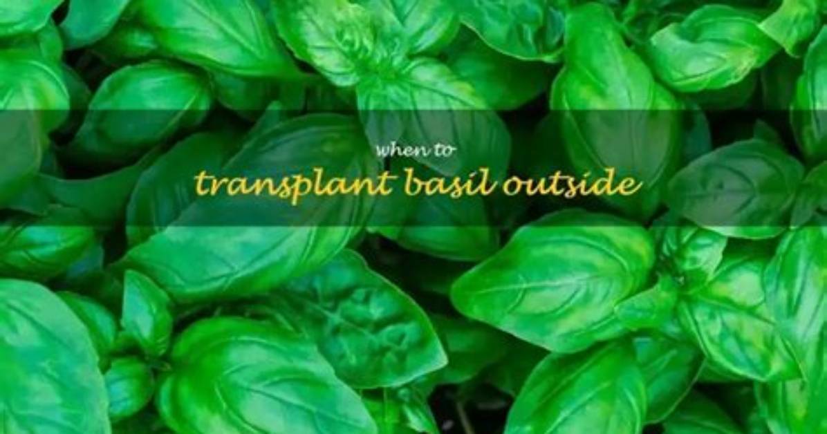 How Do I Transplant Basil