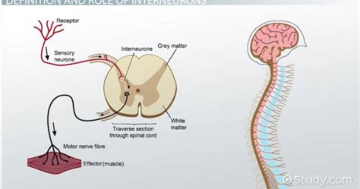 How Do Interneurons Do?
