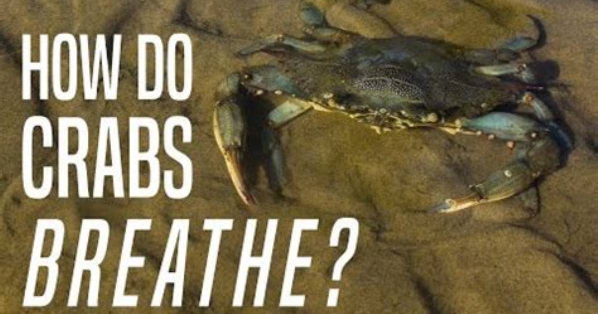 How Do Intertidal Crabs Breathe?