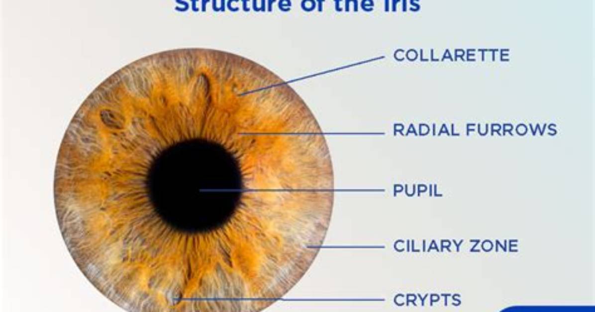 How Do Iris Muscles Work