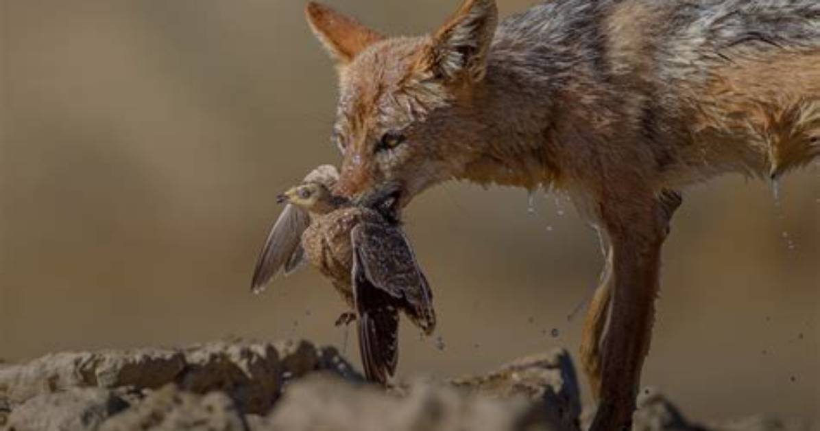 How Do Jackals Protect Themselves?