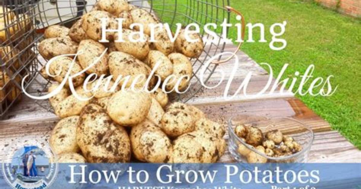 How Do Kennebec Potatoes Grow