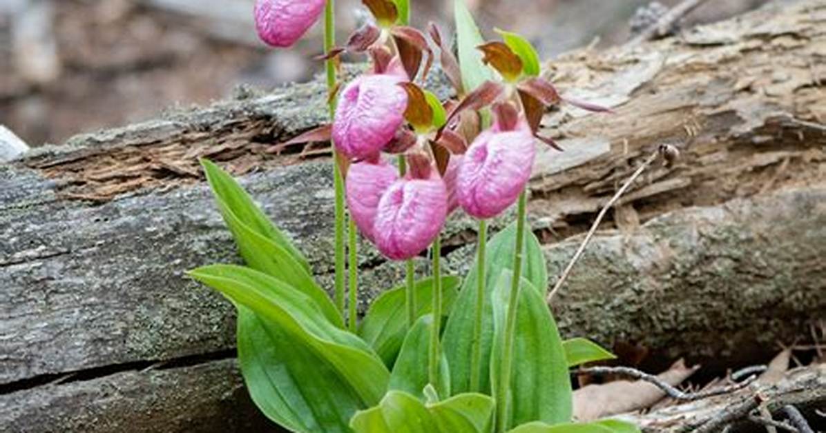 How Do Lady Slipper Orchids Grow
