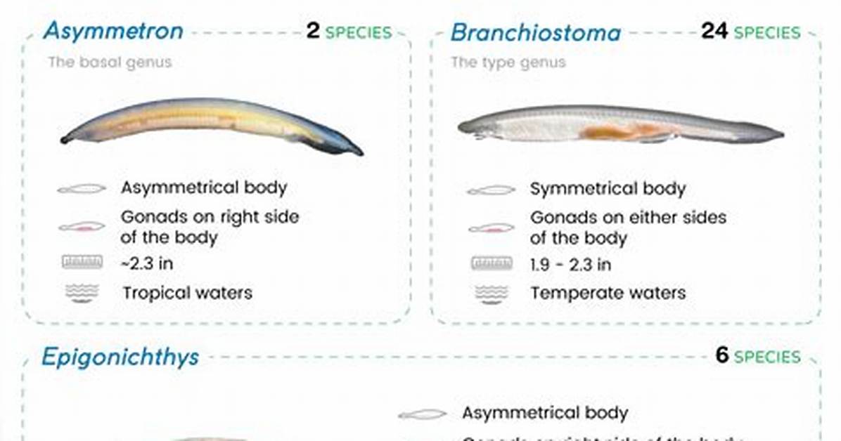 How Do Lancelets Eat?