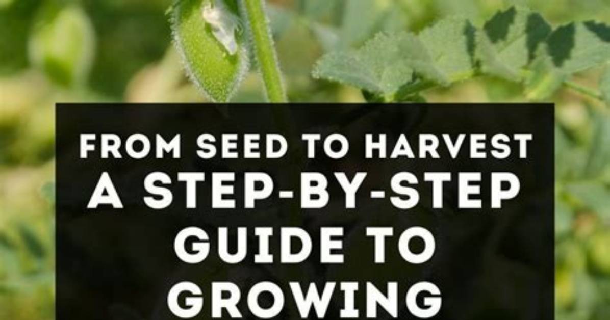 How Do Lentils Grow?